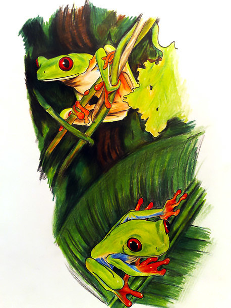 Red Eye Tree Frogs Tattoo Design