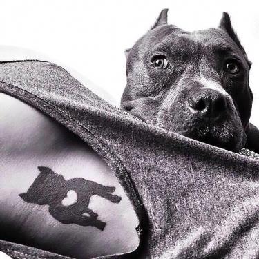 Pitbull Memorial Tattoo