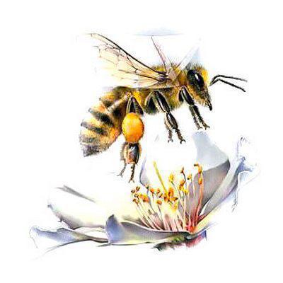 Bee and Flower Tattoo Design