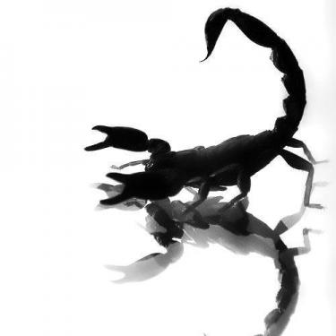 Black Scorpion 3D Tattoo