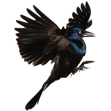 Soaring Blackbird Tattoo