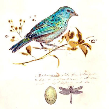 Song Bird on Branch Tattoo