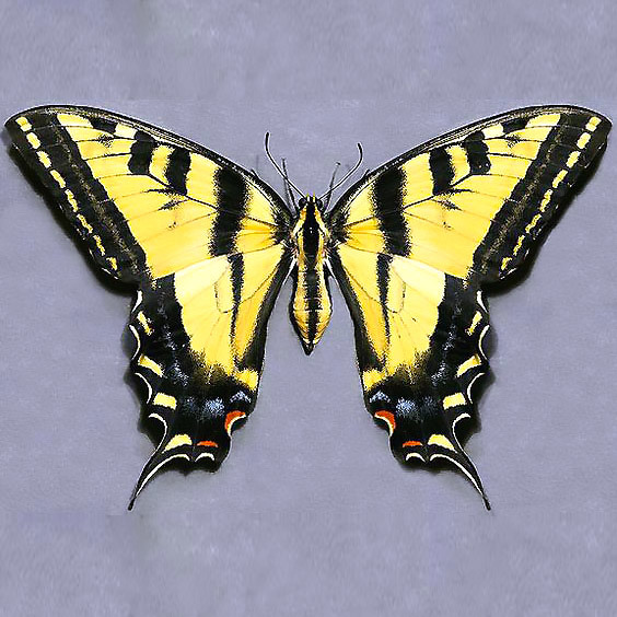 Realistic Tiger Yellow  Butterfly Tattoo Design