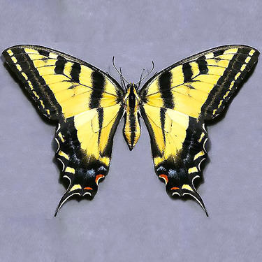 Realistische Tiger-Gelb-Schmetterlings-Tätowierung